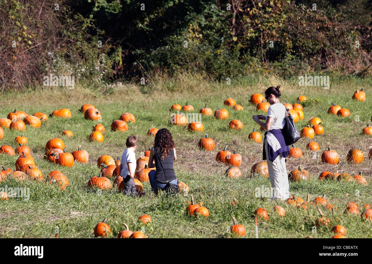 Pick your own crops hires stock photography and images Alamy
