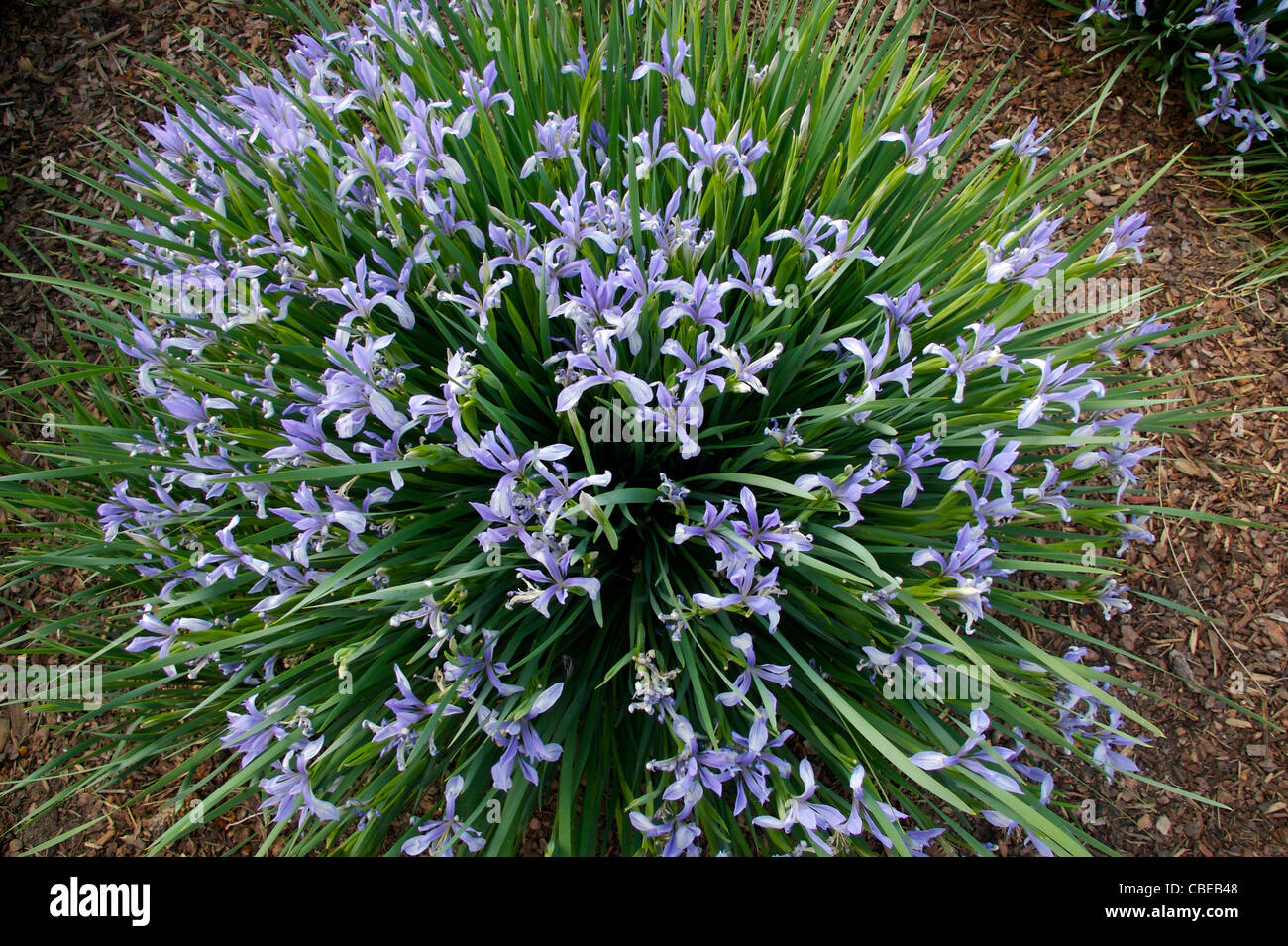 Iris lactea in full bloom. Stock Photo