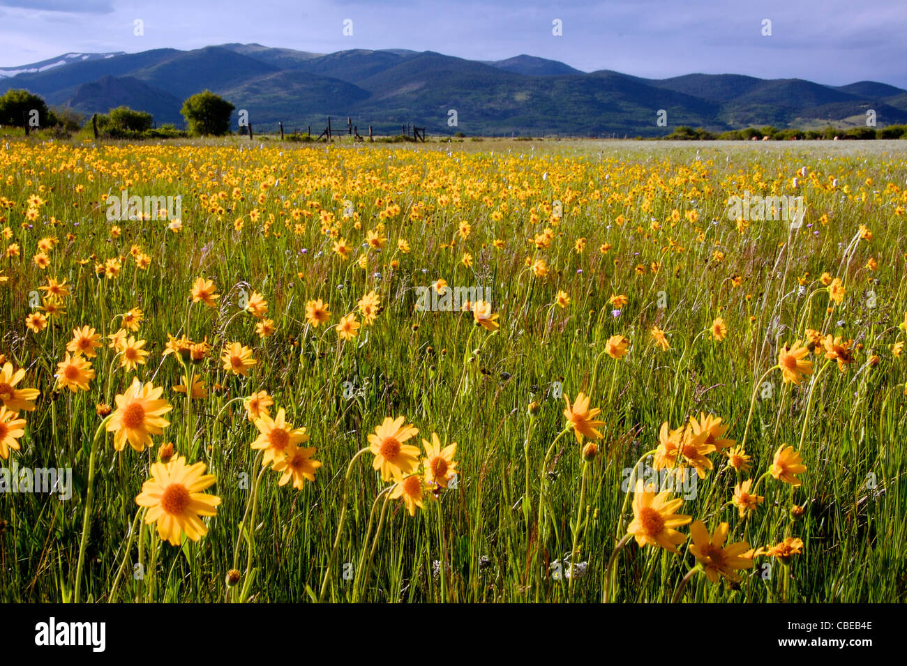 Sunflowers in a mountain meadow Stock Photo