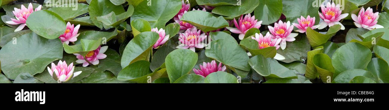 Water Lily Panorama Stock Photo