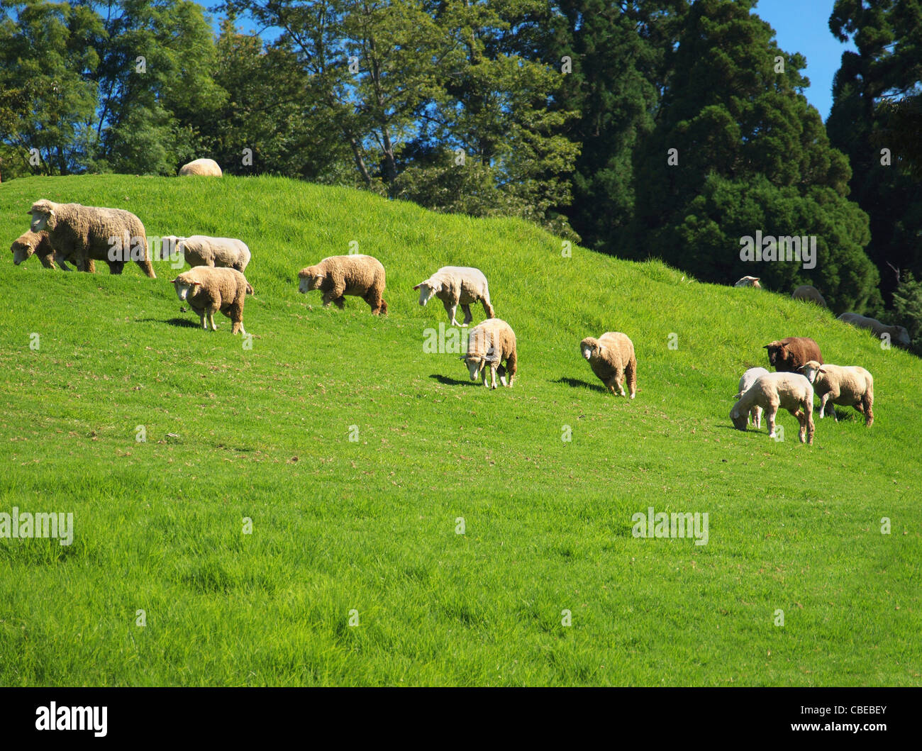 Alpine pasture with sheep grazing in Taiwan's mountains Stock Photo - Alamy