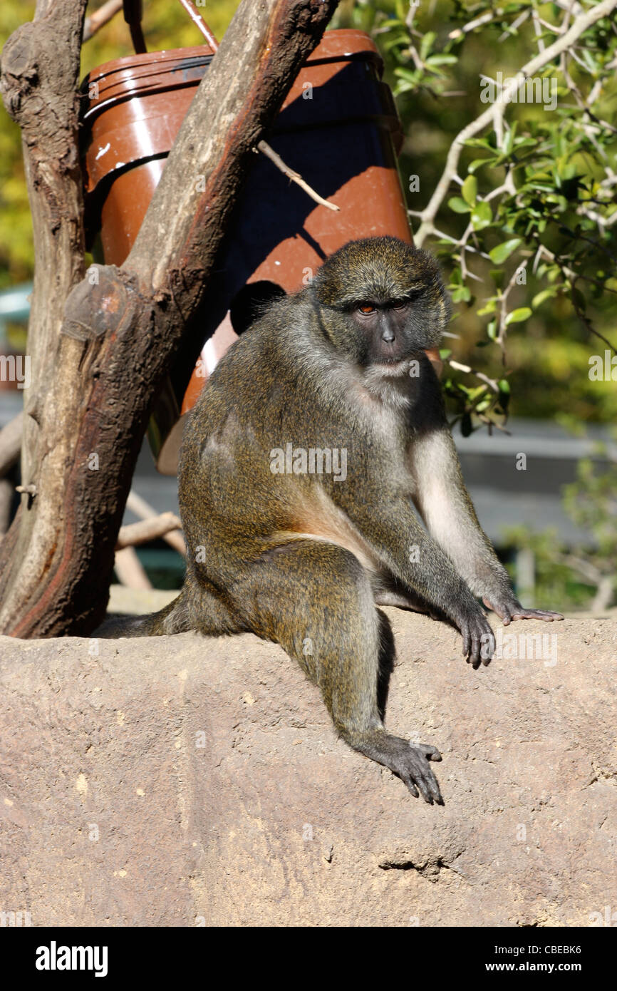 Monkey  San Diego Zoo Animals & Plants
