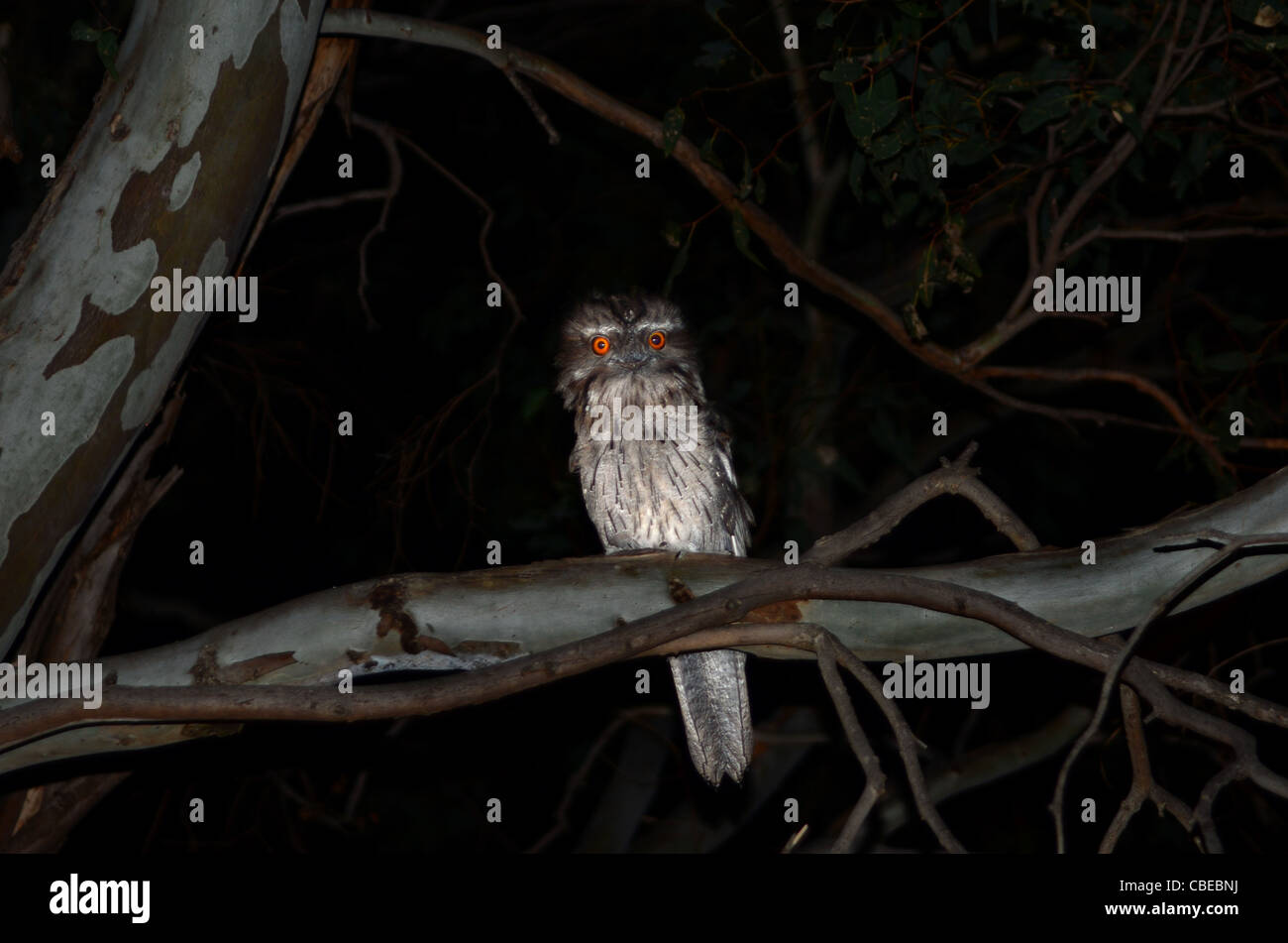 Tawny Frogmouth in a tree at night  Podargus strigoides. Stock Photo