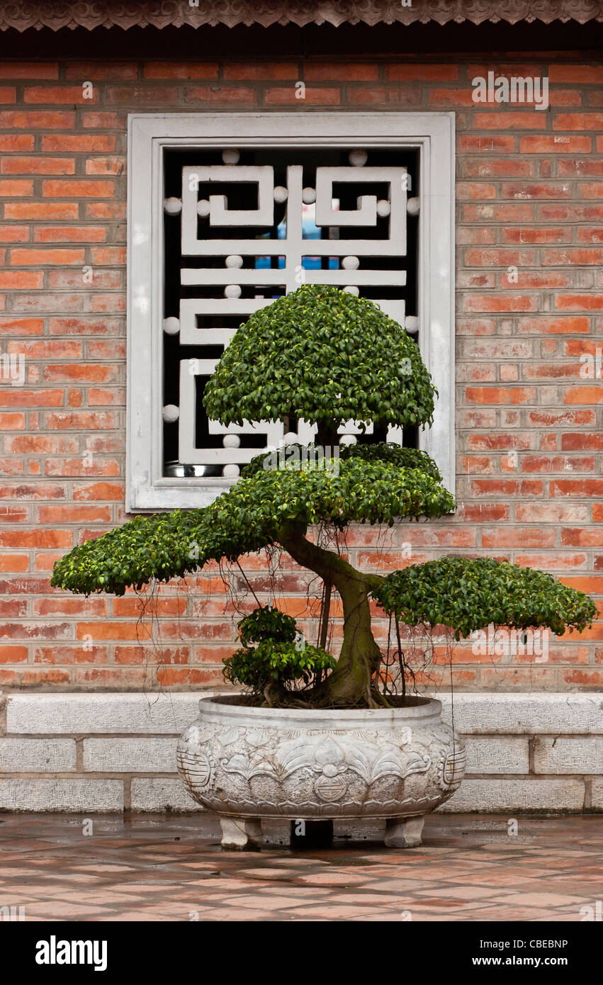 Bonsai tree at the Temple of Literature in Hanoi, in front of a brick wall with a screen carrying a geometrical design. Stock Photo