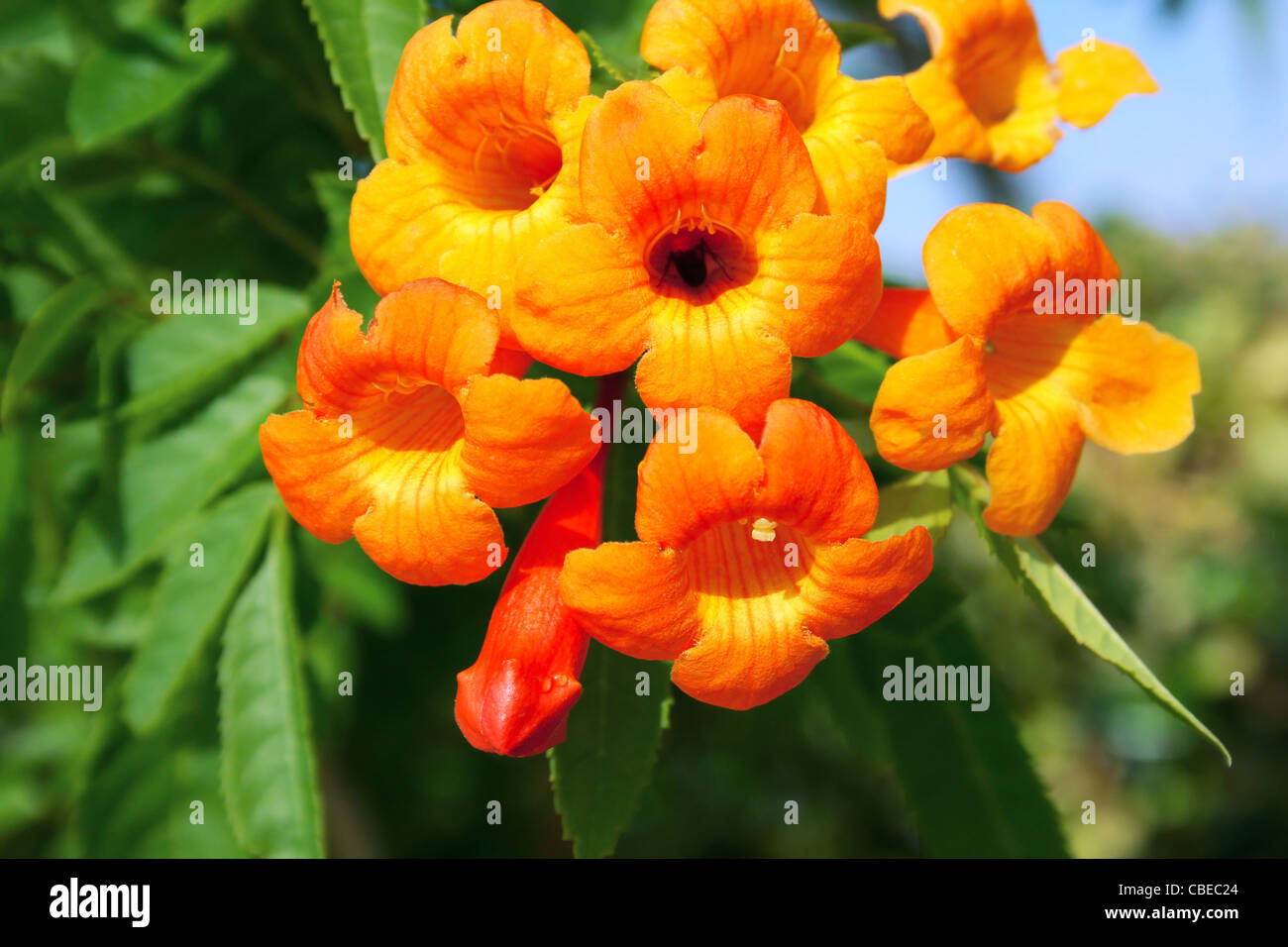 Orange tropical flowers picture Stock Photo Alamy