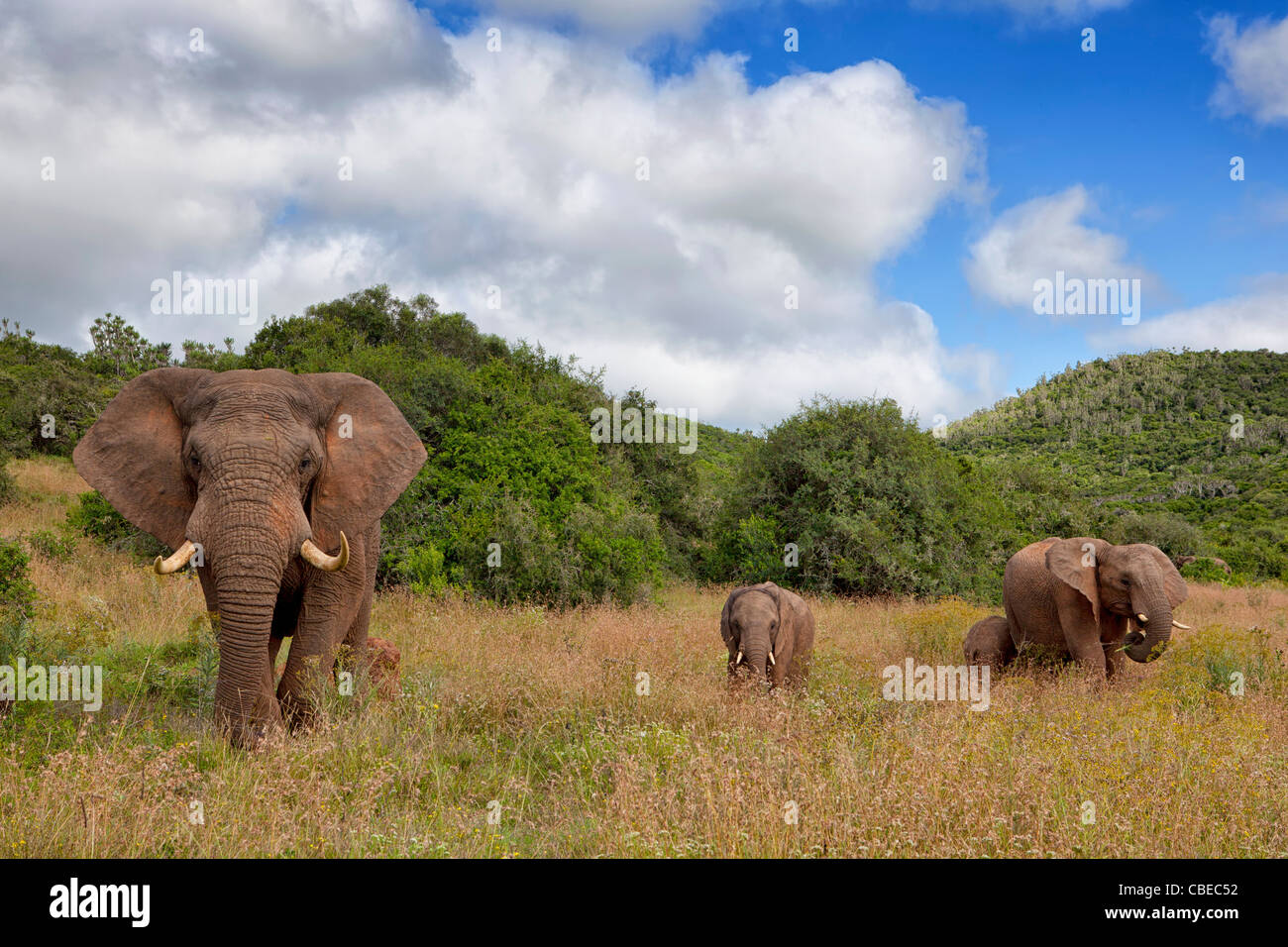Elephant herd ( Loxodonta Africana ) in the Kariega Game Reserve located in the Eastern Cape Province, South Africa Stock Photo