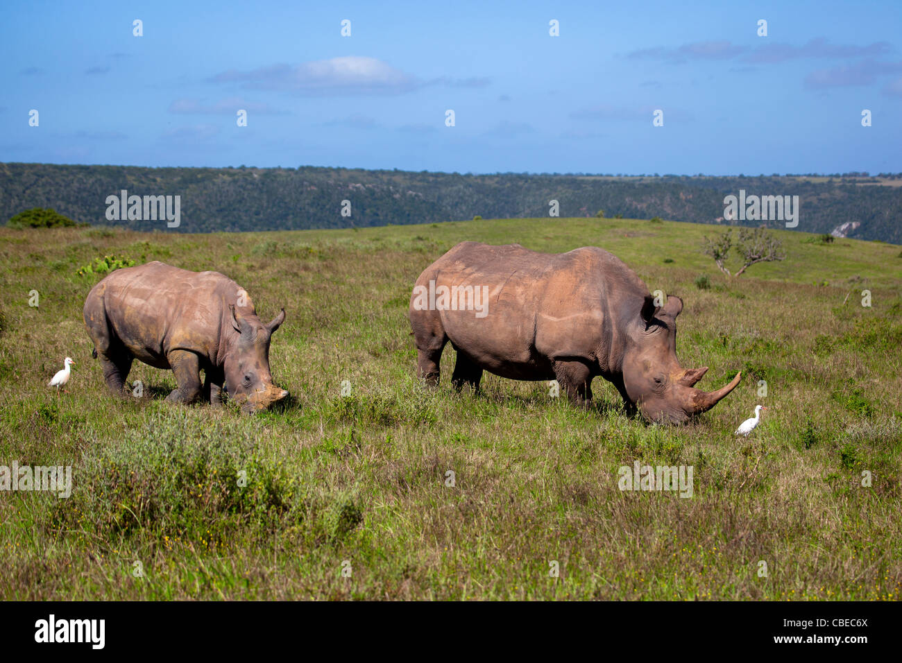 White Rhinoceros or Square-lipped rhinoceros (Ceratotherium simum) captured in Kariega Game Reserve, South Africa Stock Photo