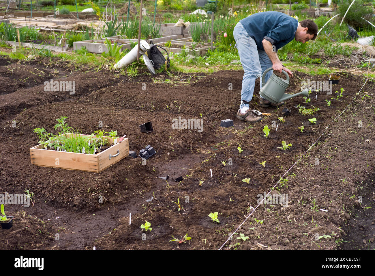 Man individually watering freshly planted lettuce in community p patch garden. Stock Photo
