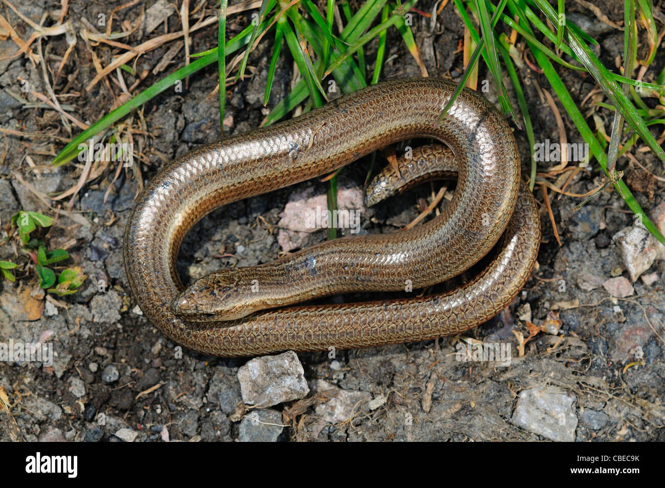 A coiled slow worm UK Stock Photo