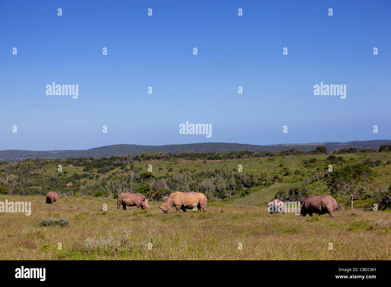 A herd of White Rhinoceros or Square-lipped rhinoceros (Ceratotherium simum) captured in Kariega Game Reserve, South Africa Stock Photo