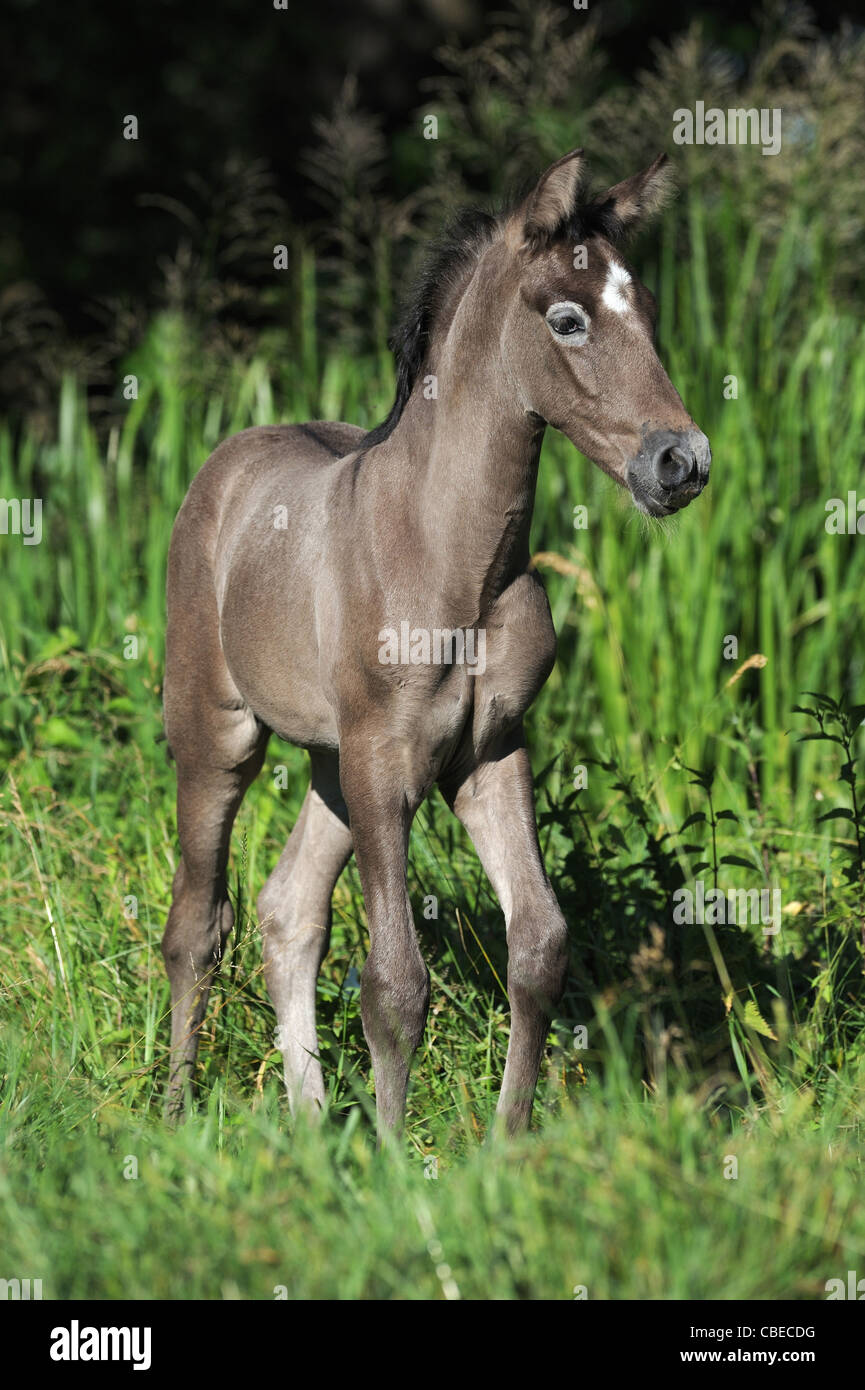 Andalusian Horse (Equus ferus caballus). Foal walking on a meadow. Stock Photo
