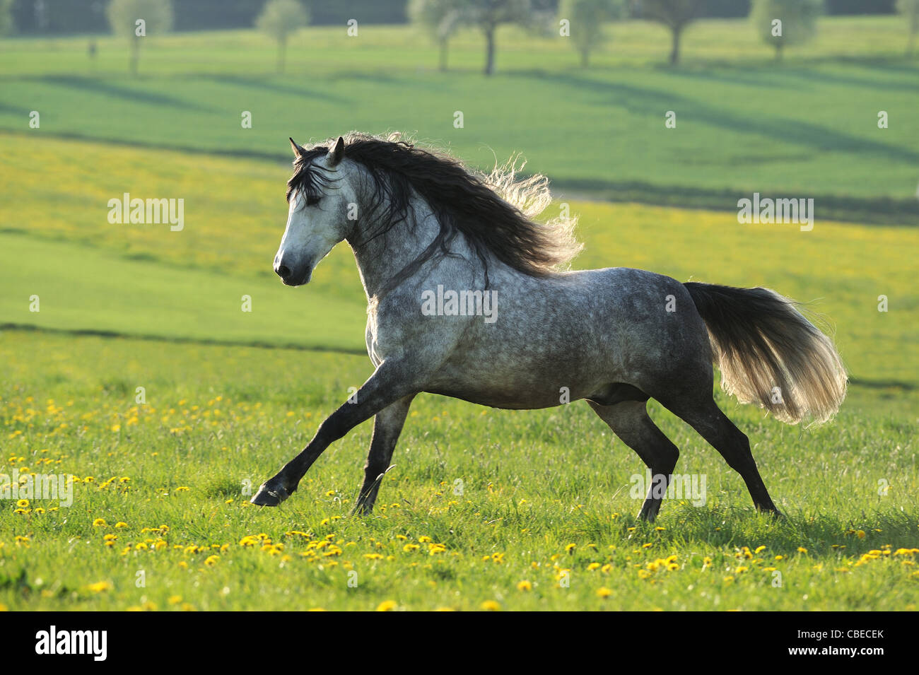 Andalusian Horse (Equus ferus caballus). Dapple gray gelding in a gallop on a meadow. Stock Photo