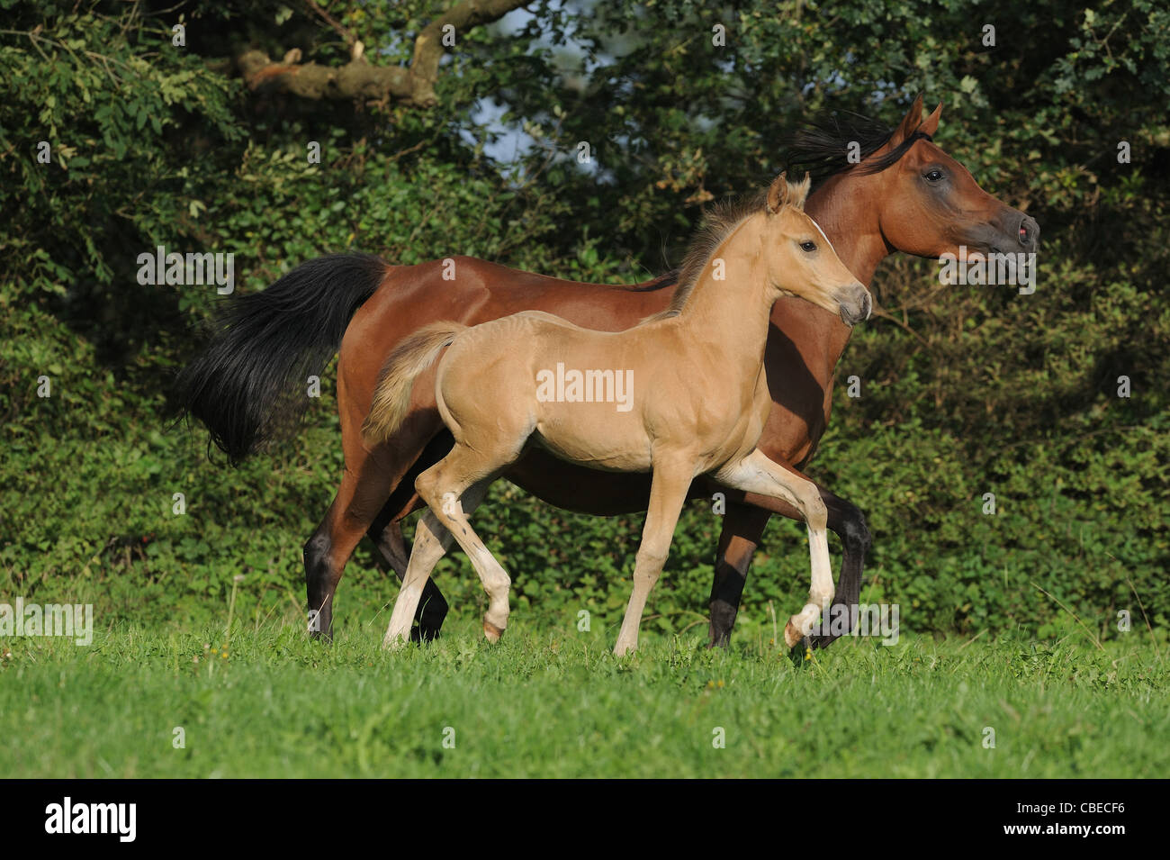 Purebred Arabian Horse (Equus ferus caballus), mare with foal in a trot on a meadow. Stock Photo