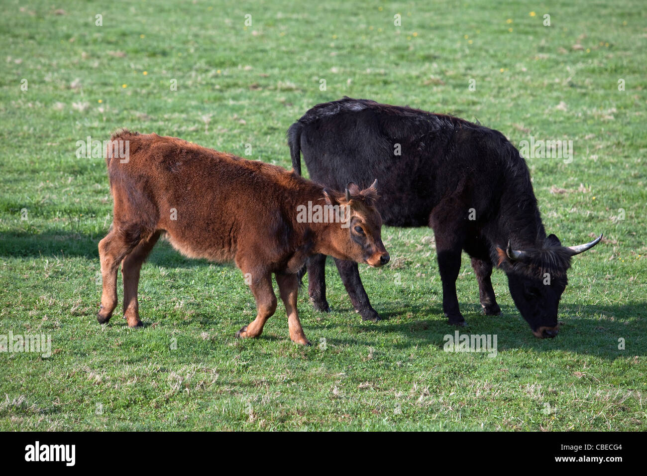 Recreated Aurochs, Heck Cattle (Bos primigenius primigenius). Cow and calf on a meadow. Stock Photo