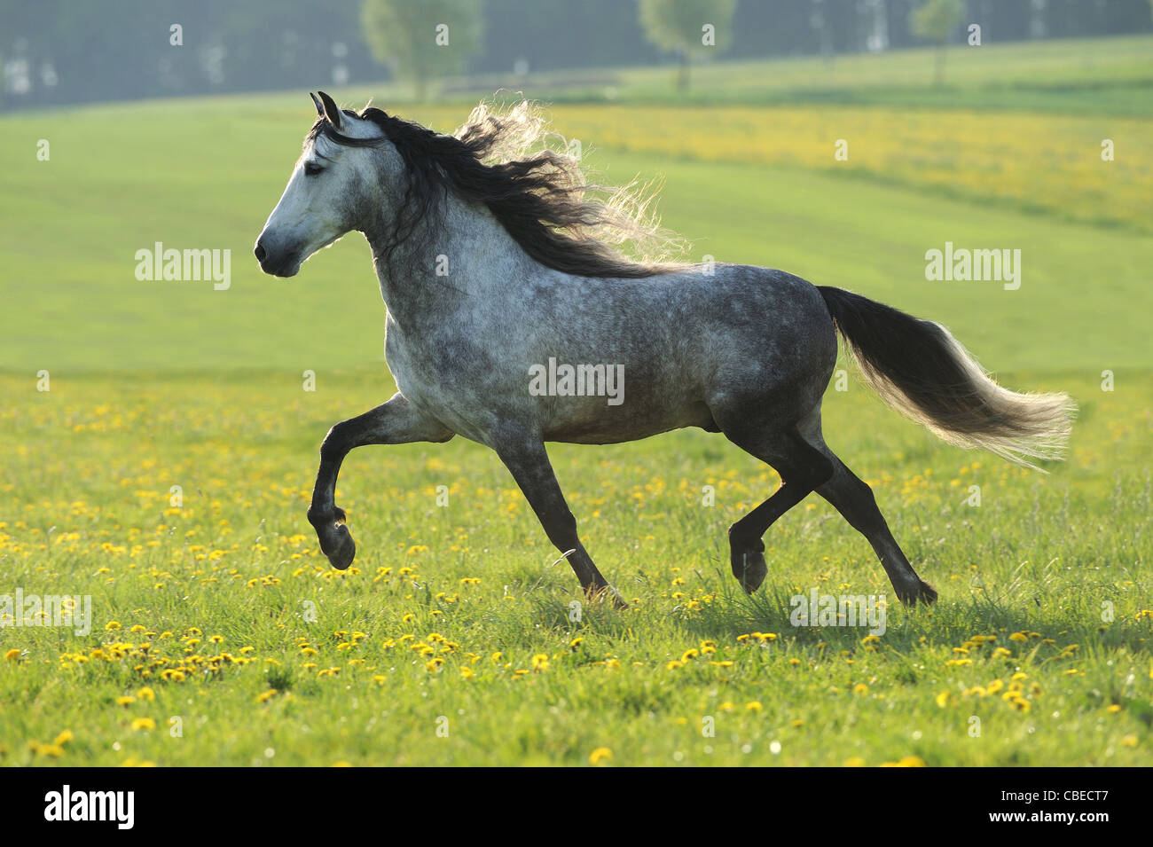 Andalusian Horse (Equus ferus caballus). Dapple gray gelding in a trot on a meadow. Stock Photo