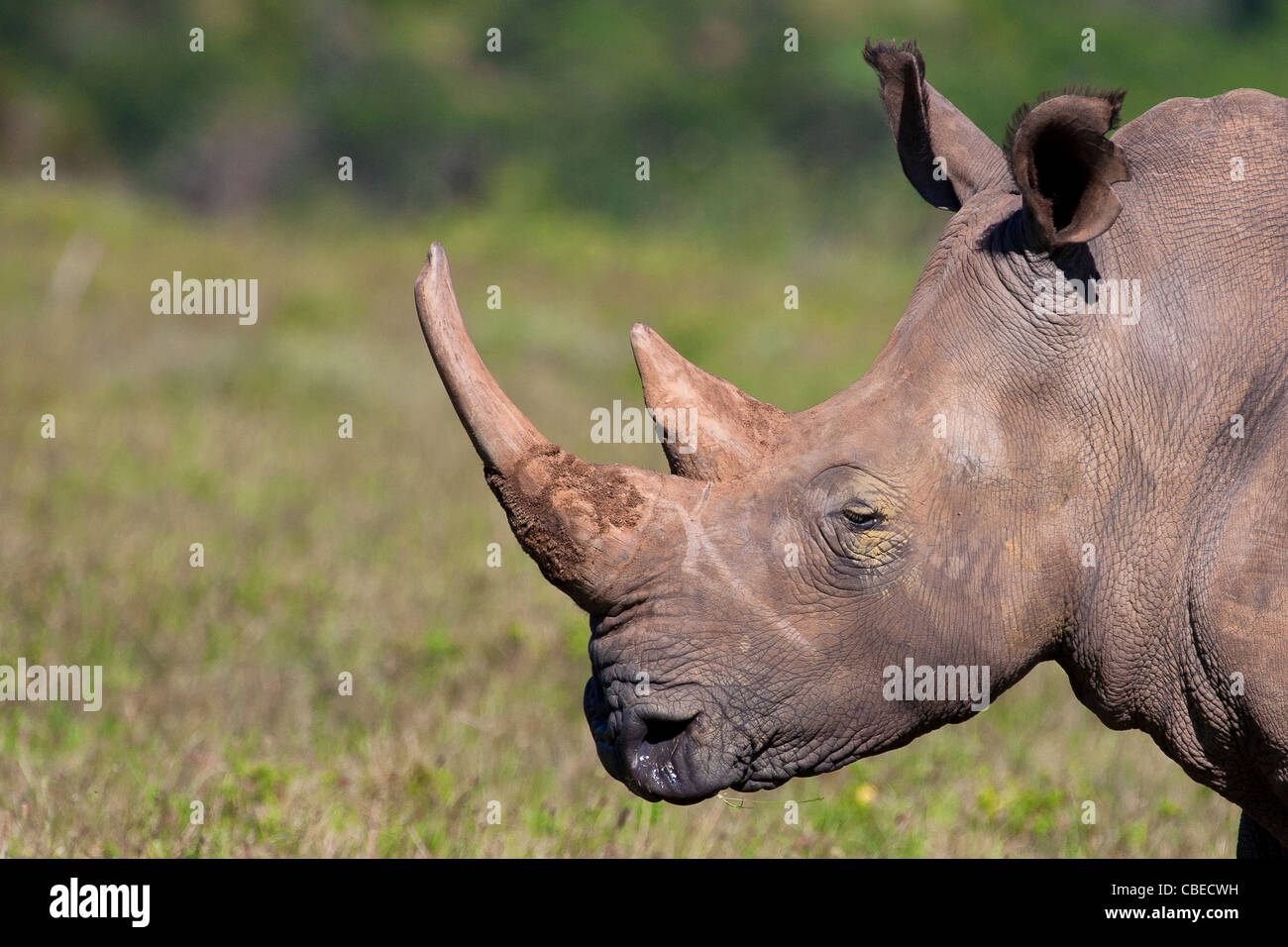 A close Up portrait of a White Rhinoceros or Square-lipped rhinoceros (Ceratotherium simum) captured in Kariega, South Africa Stock Photo