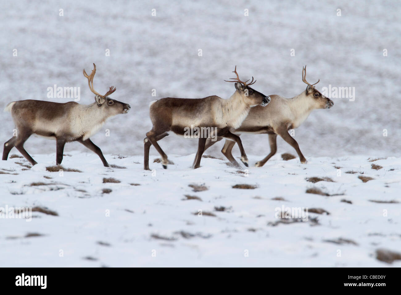 Caribou (Rangifer tarandus) young bull & females in snow on migration south  through north slope Brooks Range, Alaska in October Stock Photo - Alamy