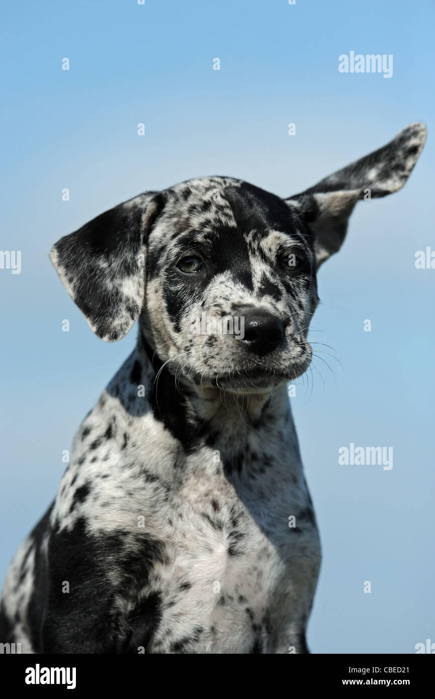 Louisiana Catahoula Leopard Dog (Canis lupus familiaris). Portrait of a puppy. Stock Photo