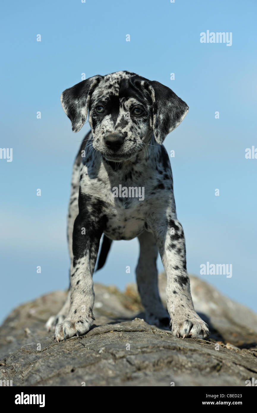 Louisiana Catahoula Leopard Dog (Canis lupus familiaris). Puppy standing on a tree trunk. Stock Photo
