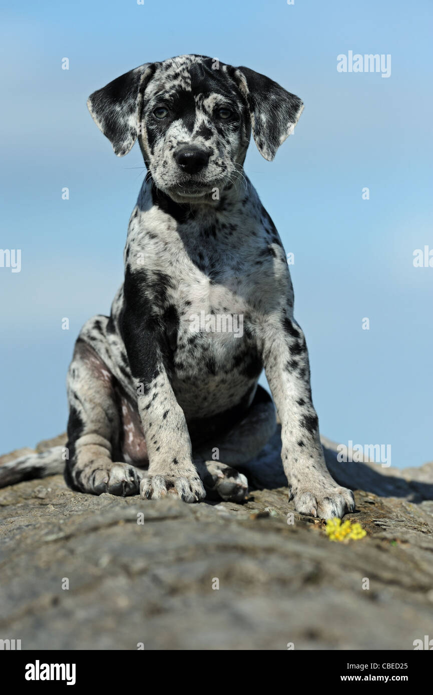 Louisiana Catahoula Leopard Dog (Canis lupus familiaris). Puppy sitting on a tree trunk. Stock Photo