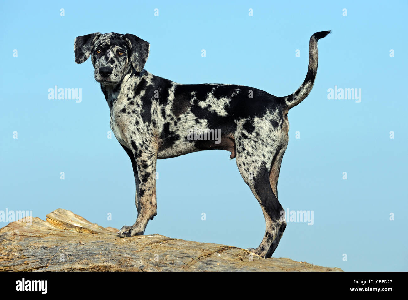 Louisiana Catahoula Leopard Dog (Canis lupus familiaris). Puppy standing on a tree trunk. Stock Photo