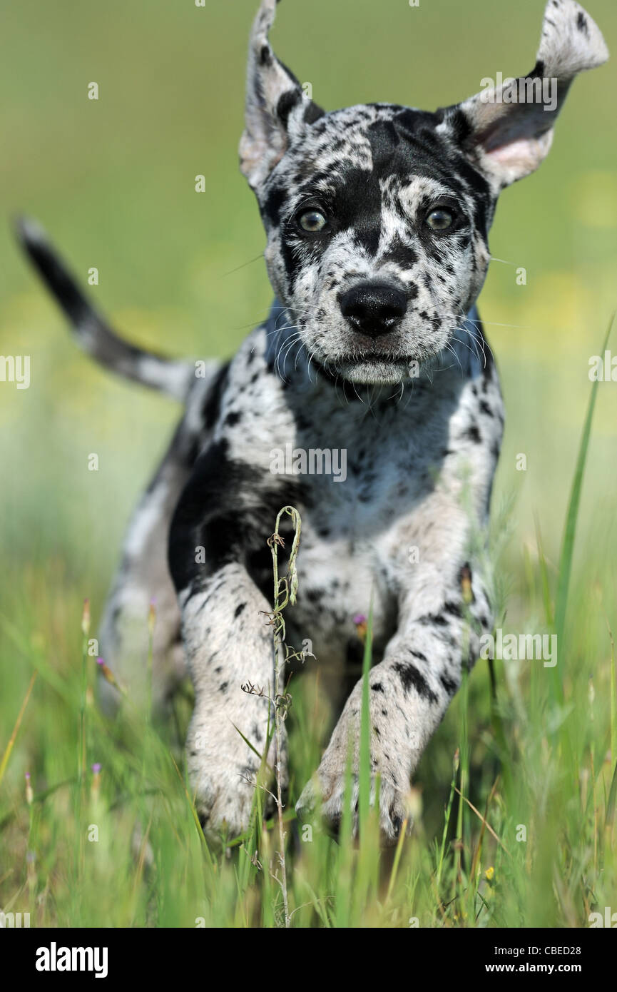 Louisiana Catahoula Leopard Dog (Canis lupus familiaris). Puppy running on a meadow. Stock Photo