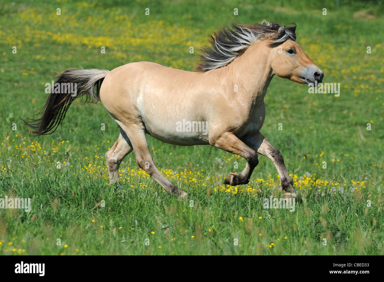 Norwegian Fjord Horse (Equus ferus caballus). Colt in a gallop on a meadow. Stock Photo