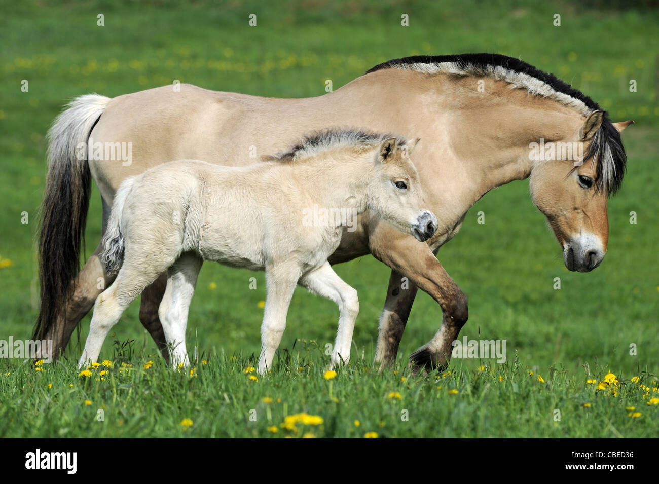 Norwegian Fjord Horse (Equus ferus caballus). Mare with foal walking on a meadow. Stock Photo