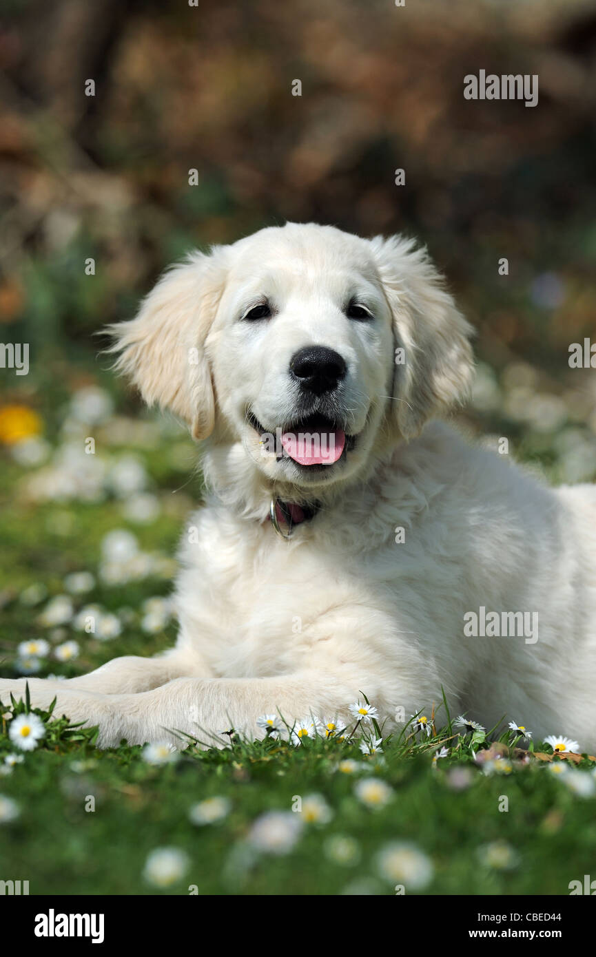 Golden Retriever (Canis lupus familiaris). Puppy lying on a meadow. Stock Photo