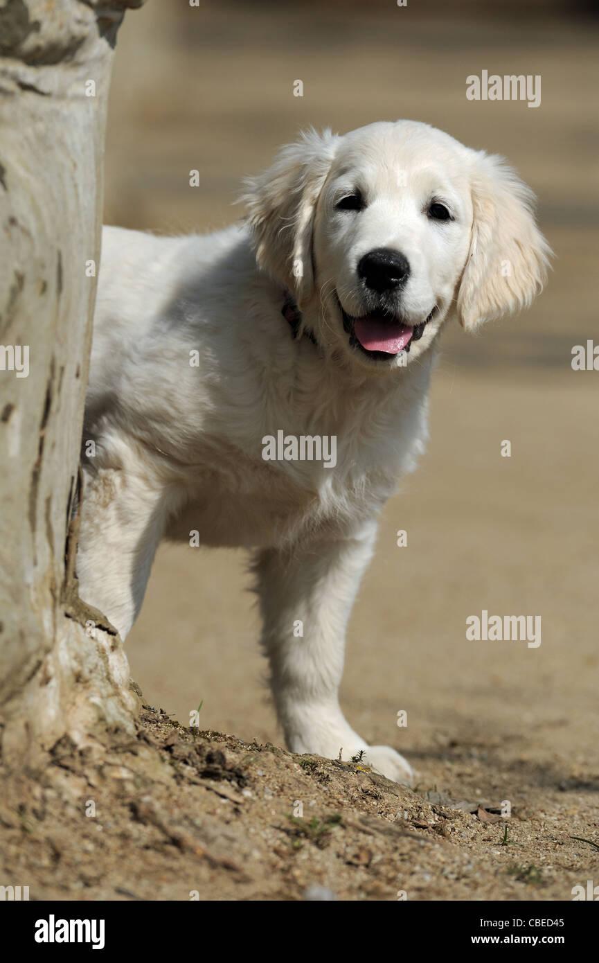 Golden Retriever (Canis lupus familiaris). Puppy looking around a tree trunk. Stock Photo