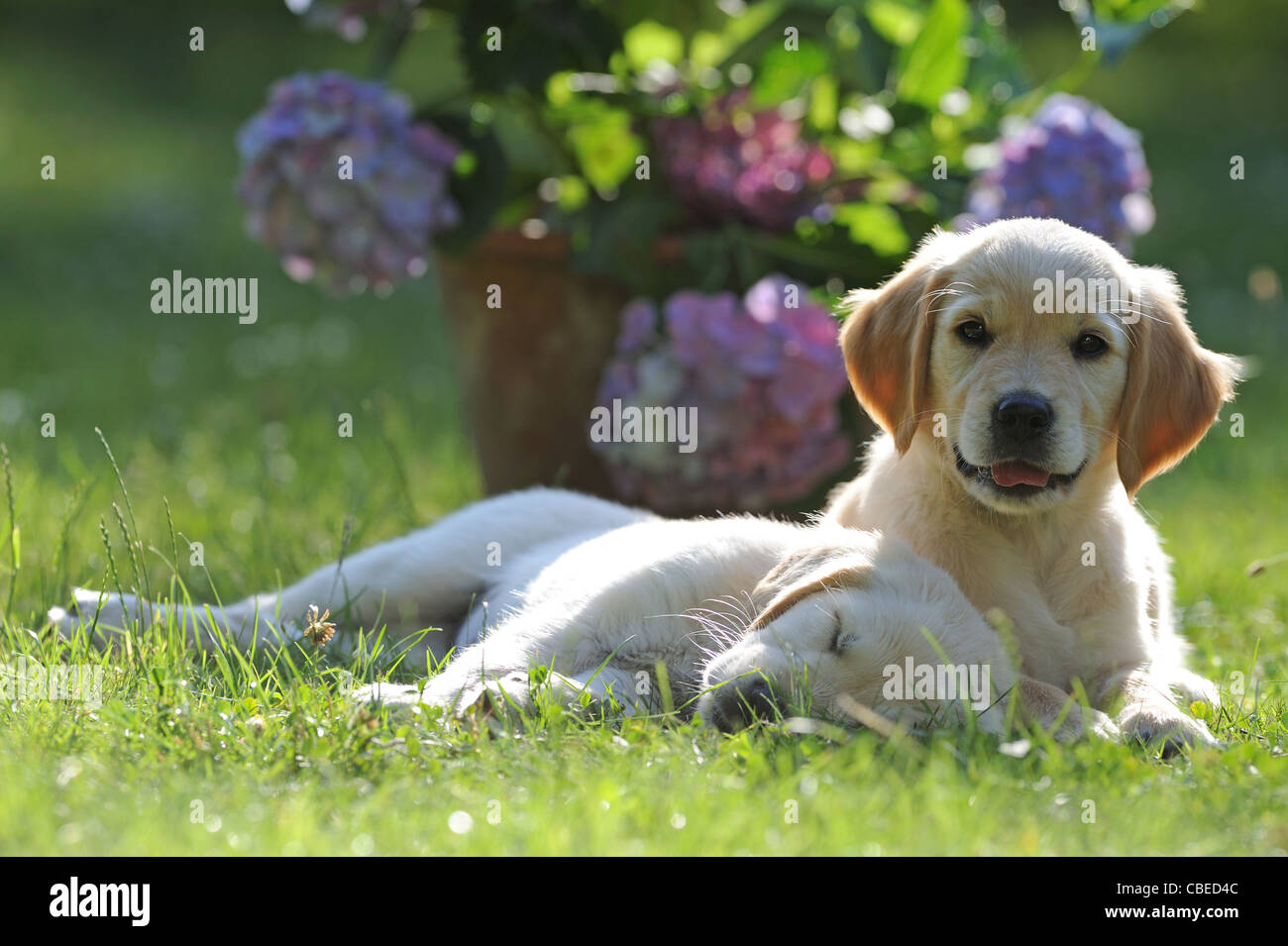 Golden Retriever (Canis lupus familiaris). Two puppies lying on a meadow. Stock Photo
