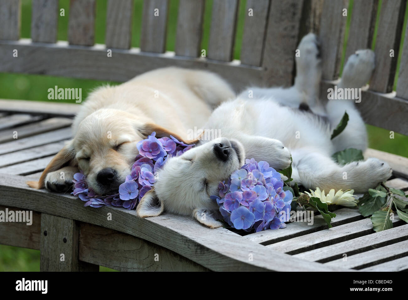 Golden Retriever (Canis lupus familiaris). Two puppies sleeping on a wooden bench. Stock Photo