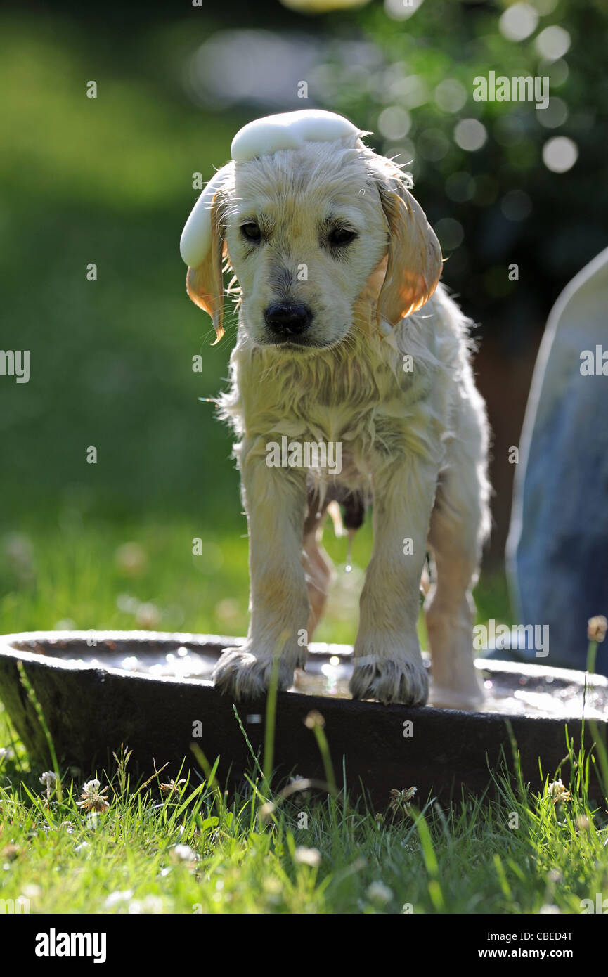Golden Retriever (Canis lupus familiaris). Puppy standing in a basin full of water and soap suds. Stock Photo