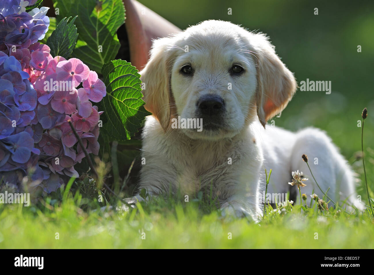 Golden Retriever (Canis lupus familiaris). Puppy lying on a meadow next to a flowering Hydrangea. Stock Photo