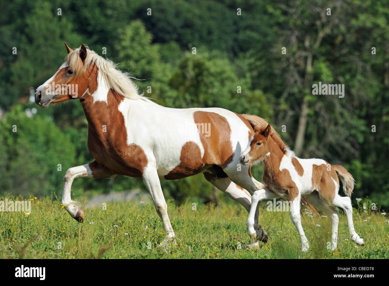 Icelandic Horse (Equus ferus caballus). Pinto mare with foal in a trot on a meadow. Stock Photo