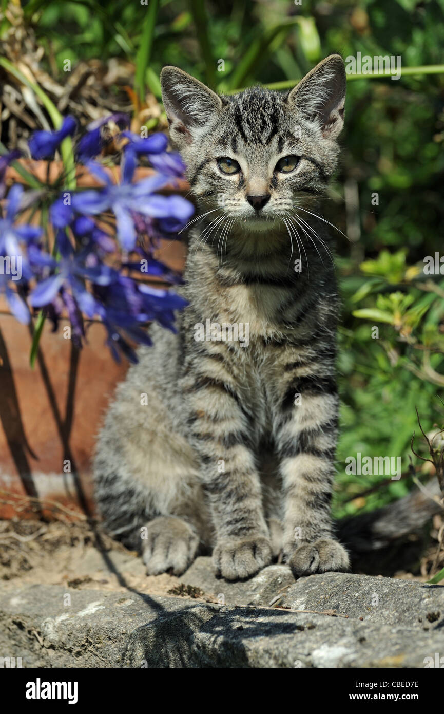 Domestic Cat (Felis catus, Felis silvestris). Kitten sitting in a garden. Stock Photo