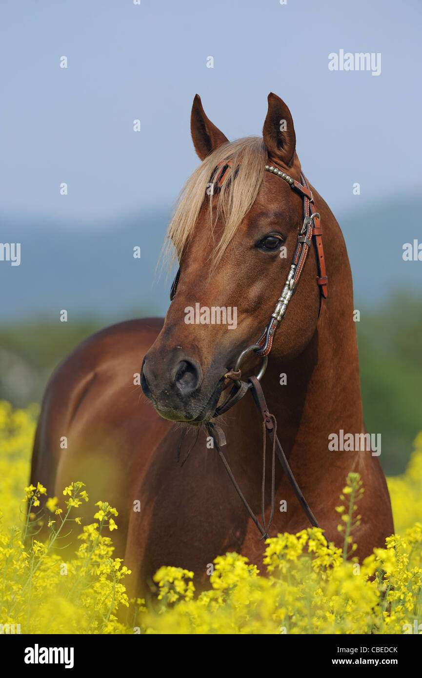 Quarter Horse (Equus ferus caballus). Portrait of a chestnut stallion standing in flowering rape. Stock Photo