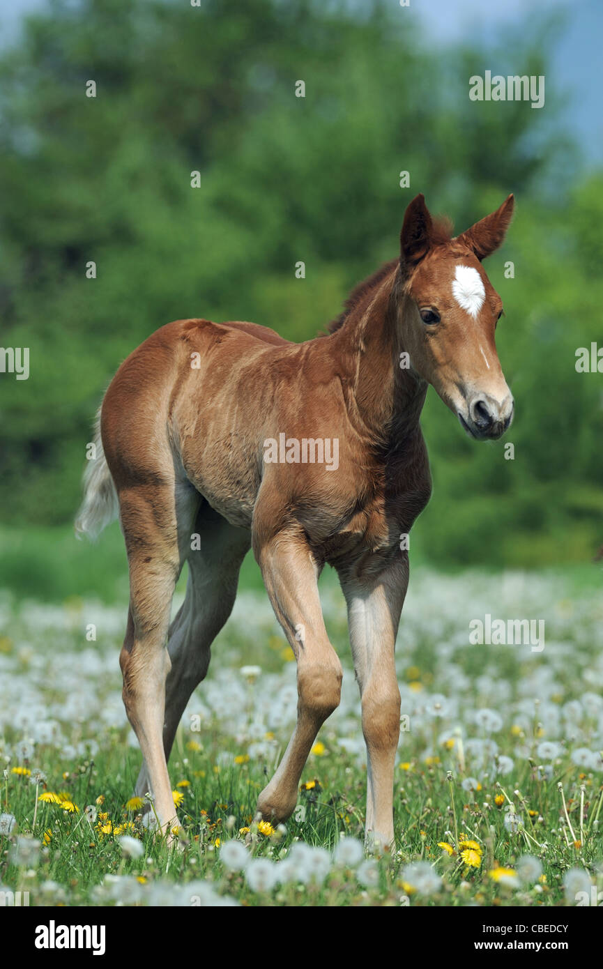 Quarter Horse (Equus ferus caballus). Chestnut foal walking on a meadow. Stock Photo