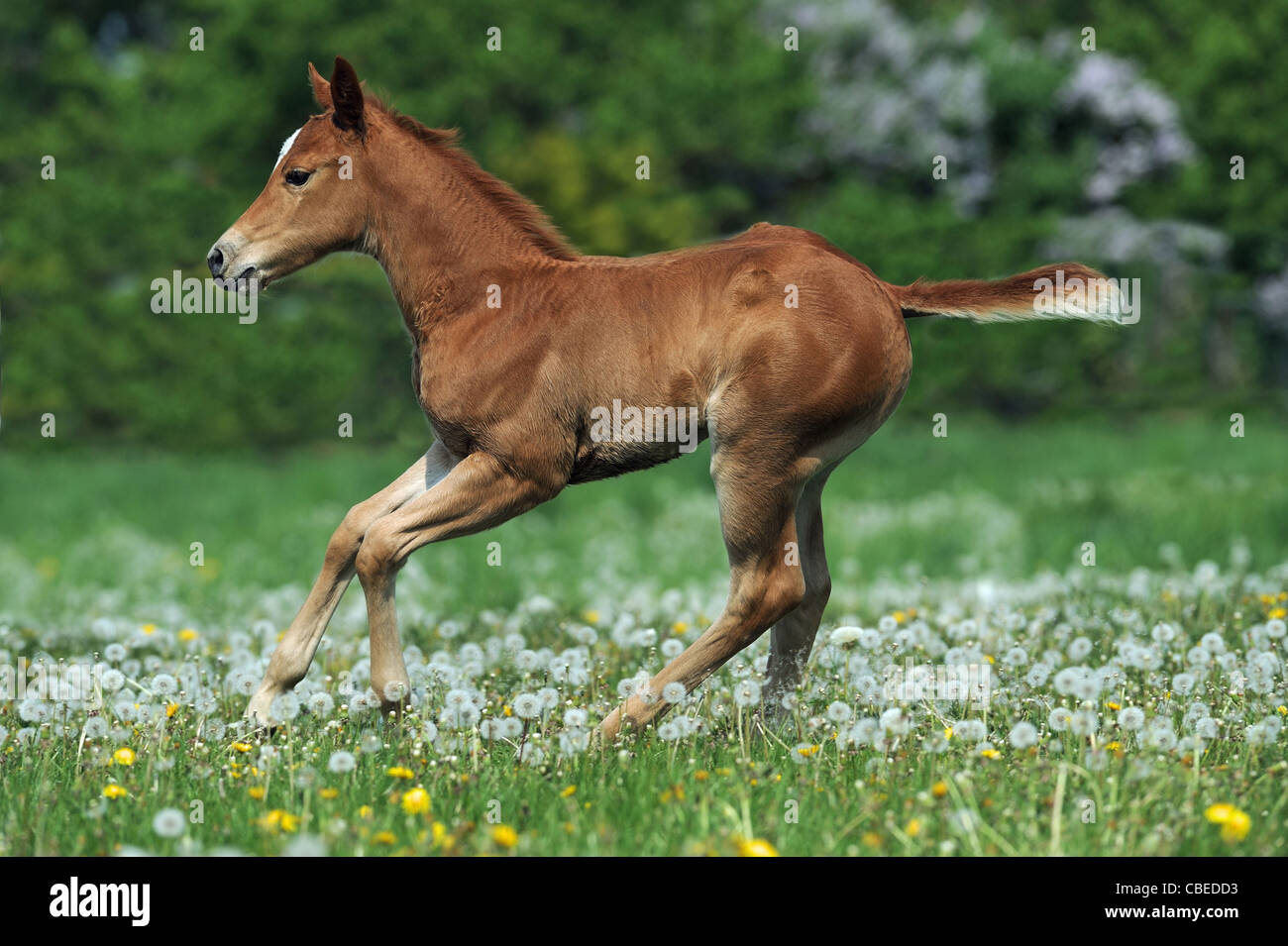Quarter Horse (Equus ferus caballus). Chestnut foal in a gallop on a meadow. Stock Photo