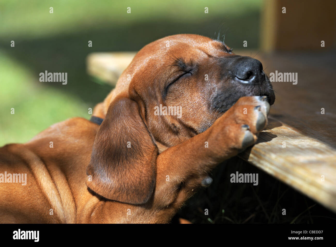 Rhodesian Ridgeback (Canis lupus familiaris). Puppy sleeping with its head on a wooden plank. Stock Photo