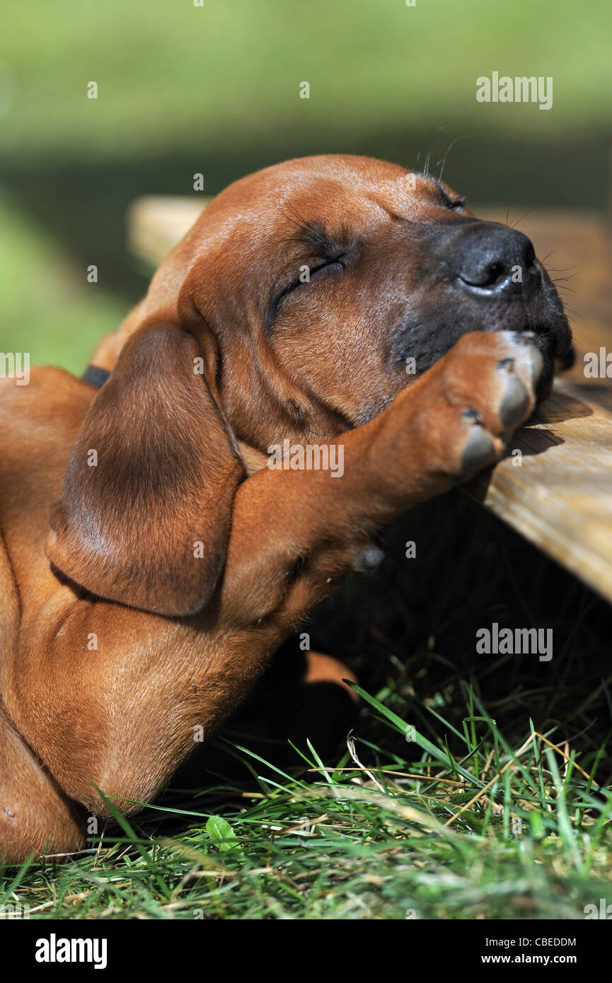 Rhodesian Ridgeback (Canis lupus familiaris). Puppy sleeping with its head on a wooden plank. Stock Photo