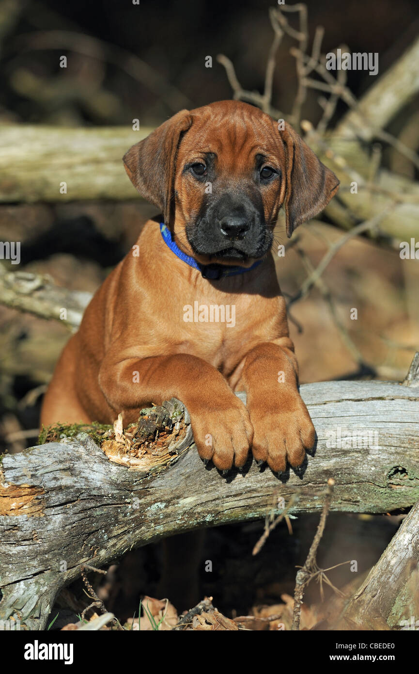 Rhodesian Ridgeback (Canis lupus familiaris). Puppy hanging over a log. Stock Photo