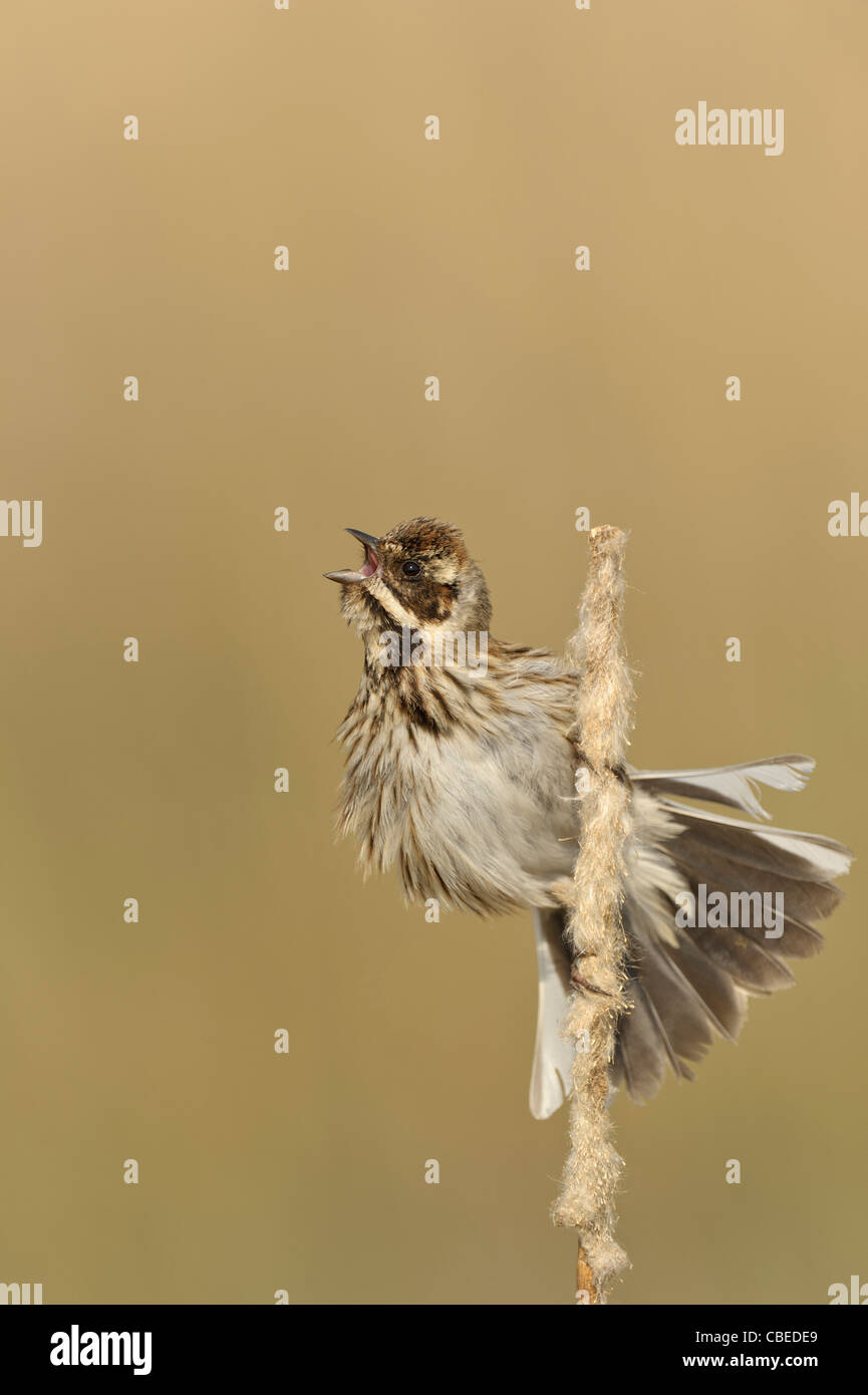 Reed Bunting (Emberiza schoeniclus), female calling from reed stem, Netherlands. Stock Photo
