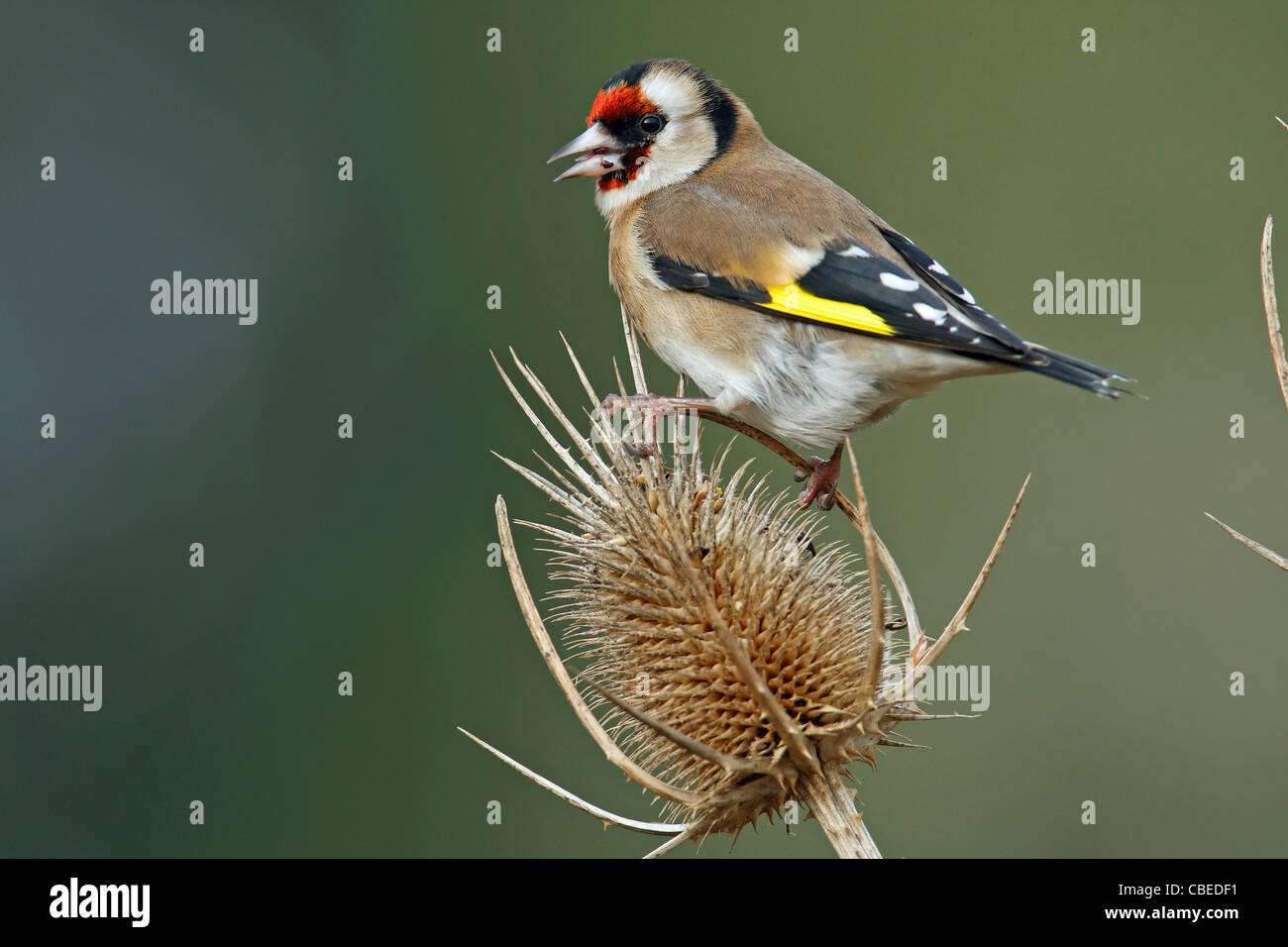 European Goldfinch (Carduelis carduelis). Adult feeding on teasel seed head. Stock Photo