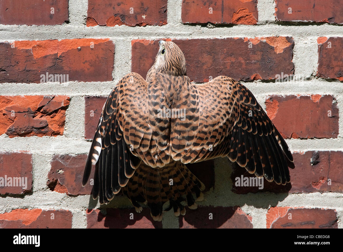 Common Kestrel (Falco tinnunculus). Juvenile clinging to a brick wall. Stock Photo