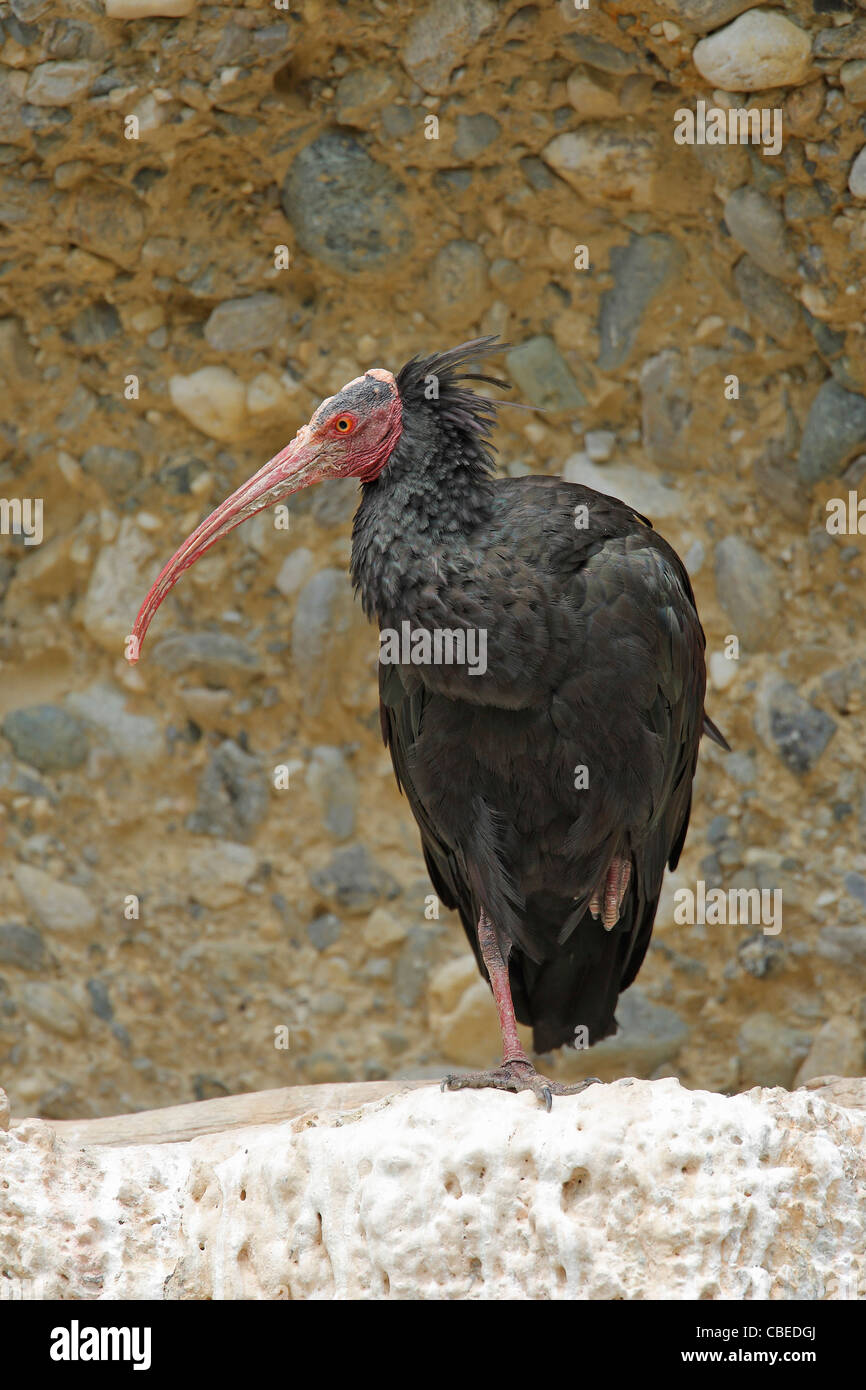Bald Ibis (Geronticus eremita). Adult standing on a rocky ledge. Stock Photo