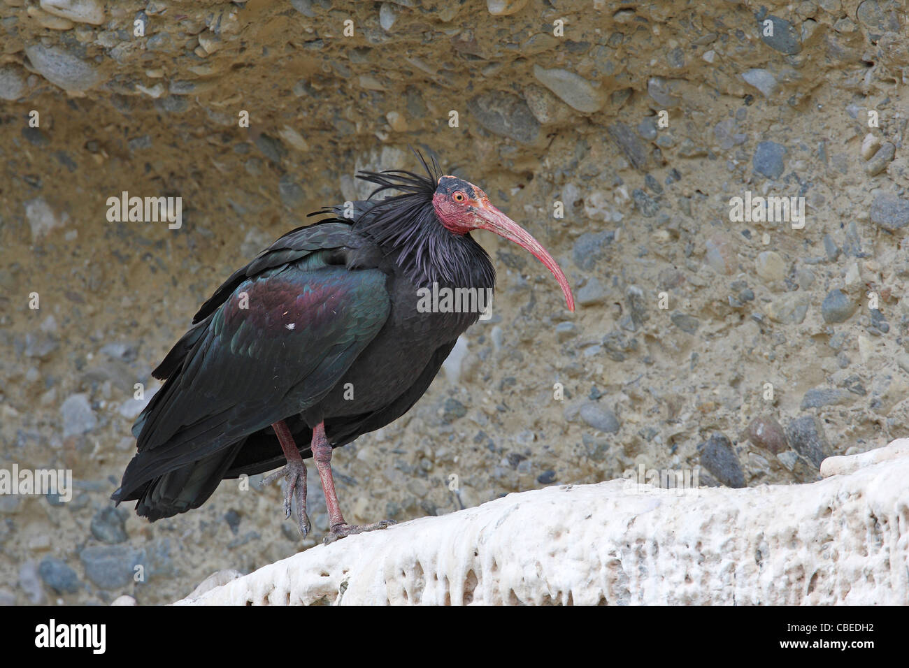 Bald Ibis (Geronticus eremita). Adult standing on a rocky ledge. Stock Photo