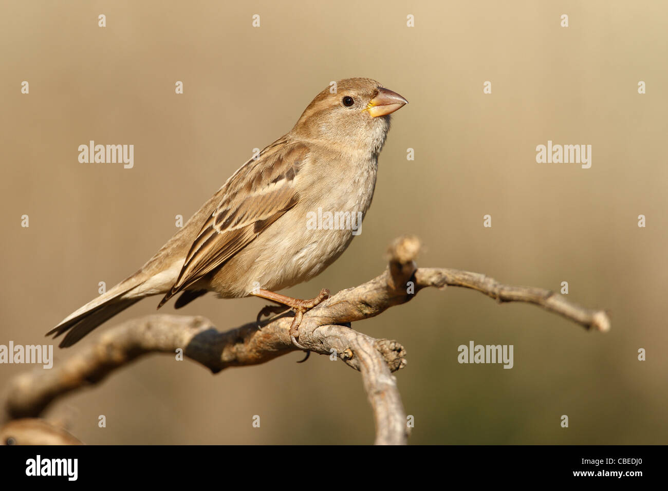 Spanish Sparrow (Passer hispaniolensis), female perched on a twig. Stock Photo