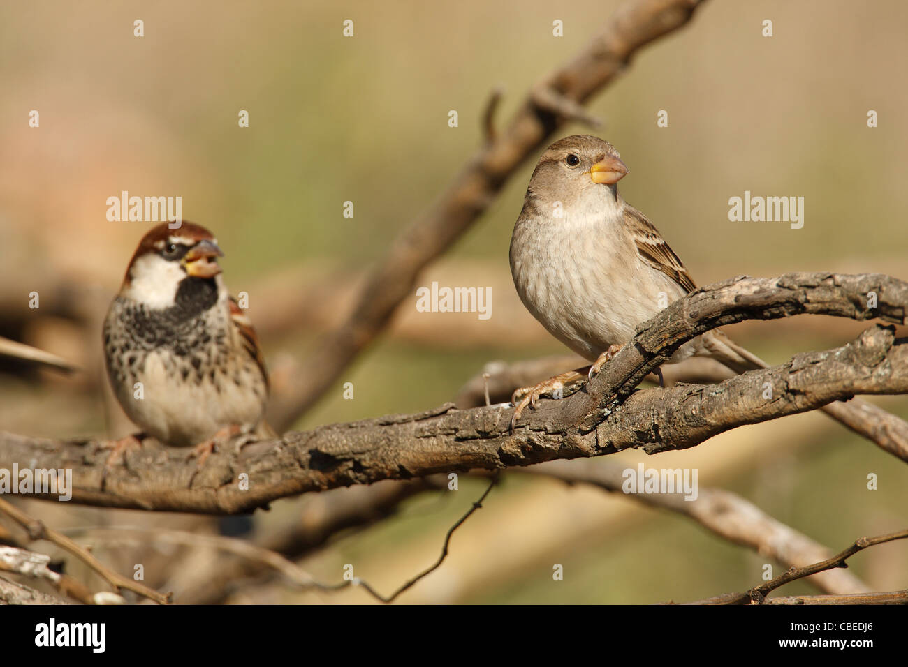 Spanish Sparrow (Passer hispaniolensis), male and female perched on twigs  Stock Photo - Alamy