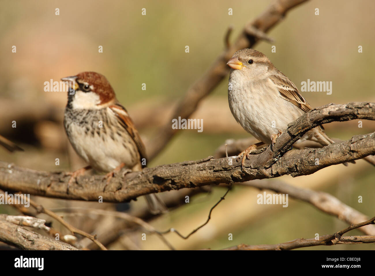 Spanish Sparrow (Passer hispaniolensis), male and female perched on twigs. Stock Photo